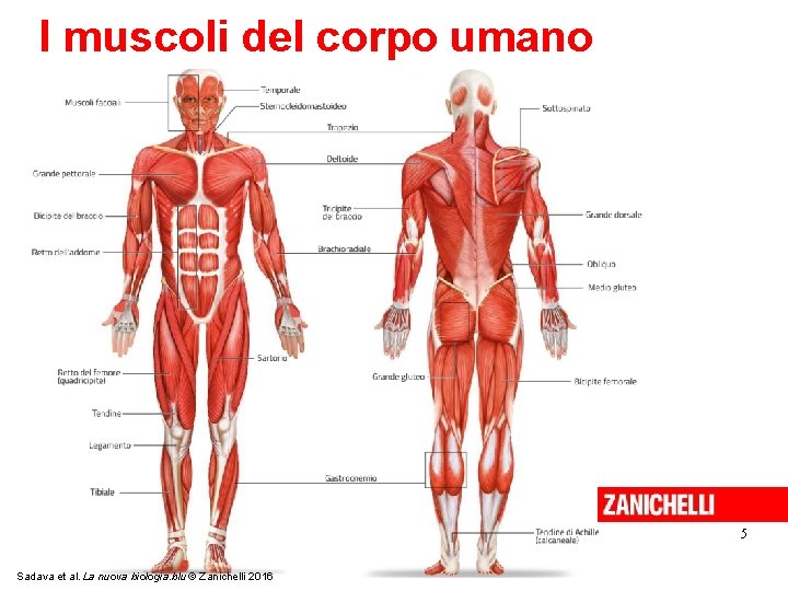 I muscoli del corpo umano 5 Sadava et al. La nuova biologia. blu ©