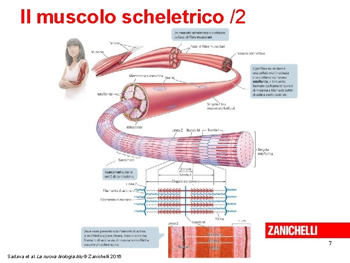 Il muscolo scheletrico /2 7 Sadava et al. La nuova biologia. blu © Zanichelli