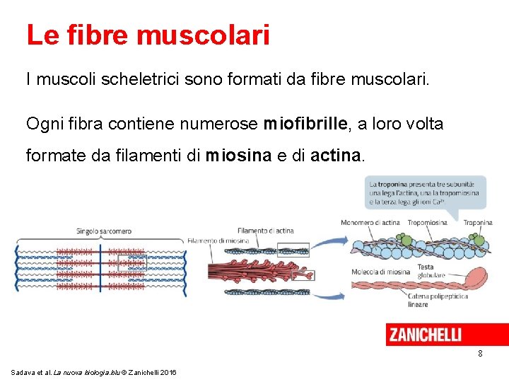 Le fibre muscolari I muscoli scheletrici sono formati da fibre muscolari. Ogni fibra contiene
