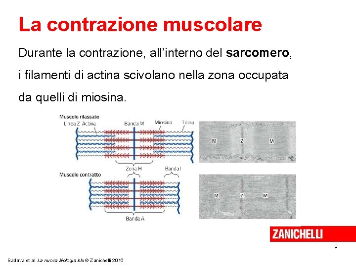 La contrazione muscolare Durante la contrazione, all’interno del sarcomero, i filamenti di actina scivolano