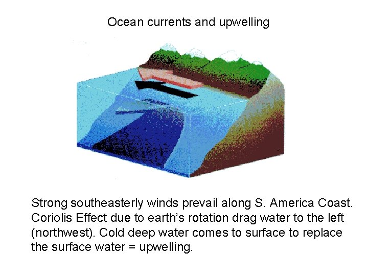 Ocean currents and upwelling Strong southeasterly winds prevail along S. America Coast. Coriolis Effect