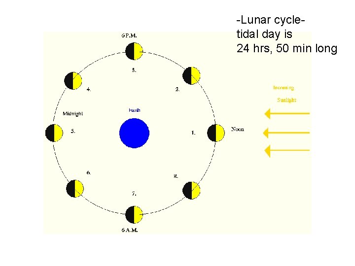 -Lunar cycletidal day is 24 hrs, 50 min long 