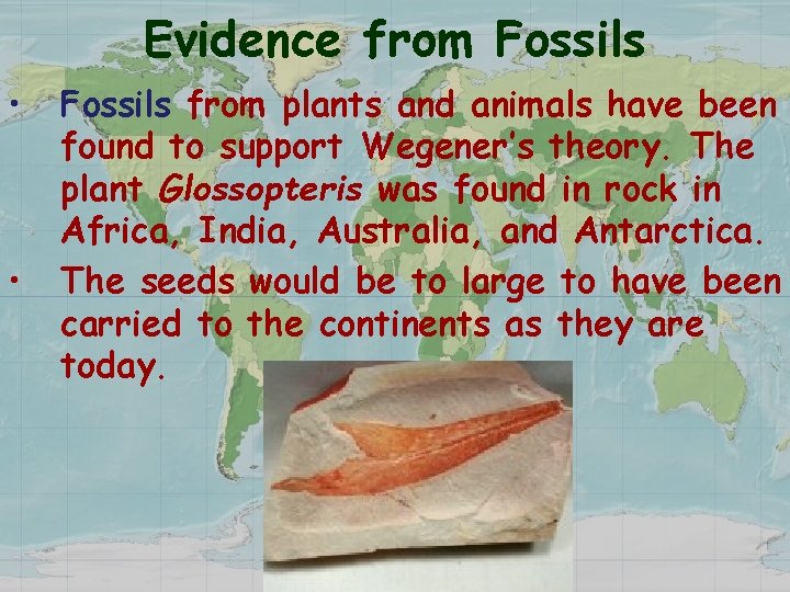 Evidence from Fossils • • Fossils from plants and animals have been found to