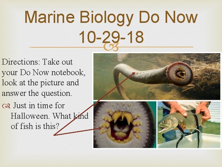 Marine Biology Do Now 10 -29 -18 Directions: Take out your Do Now notebook,