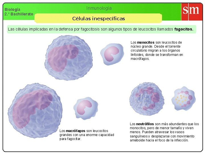 Biología 2. º Bachillerato Inmunología Células inespecíficas Las células implicadas en la defensa por