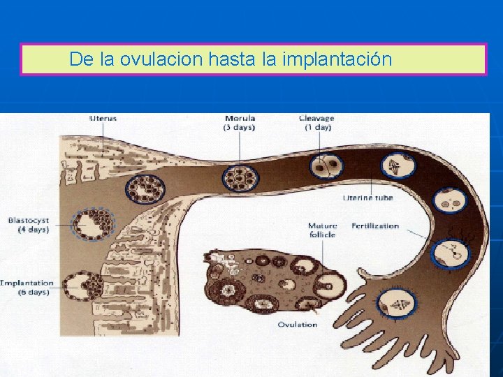 De la ovulacion hasta la implantación De la ovulacion hasta la implantación