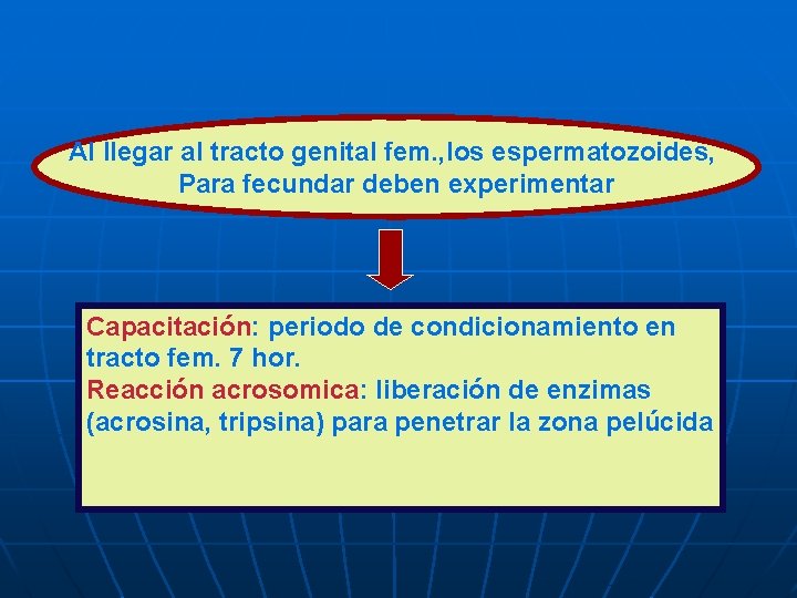 Al llegar al tracto genital fem. , los espermatozoides, Para fecundar deben experimentar Capacitación: Al llegar al tracto genital fem. , los espermatozoides, Para fecundar deben experimentar Capacitación:
