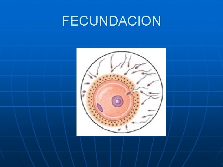 FECUNDACION FECUNDACION