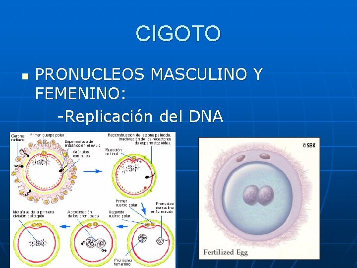 CIGOTO n PRONUCLEOS MASCULINO Y FEMENINO: -Replicación del DNA CIGOTO n PRONUCLEOS MASCULINO Y FEMENINO: -Replicación del DNA