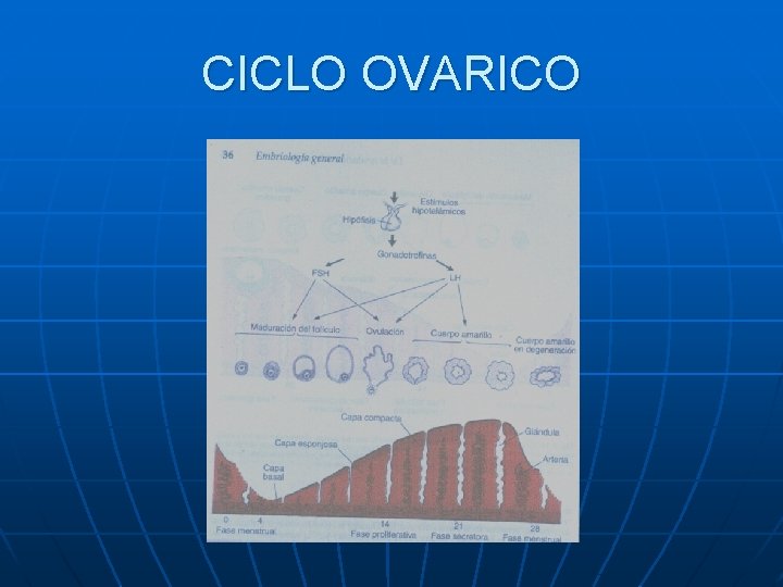 CICLO OVARICO CICLO OVARICO