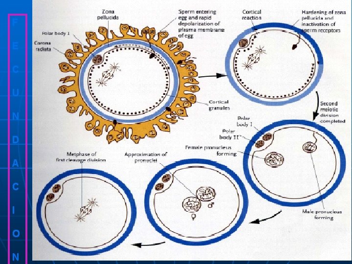 F E C U N D A C I O N F E C U N D A C I O N