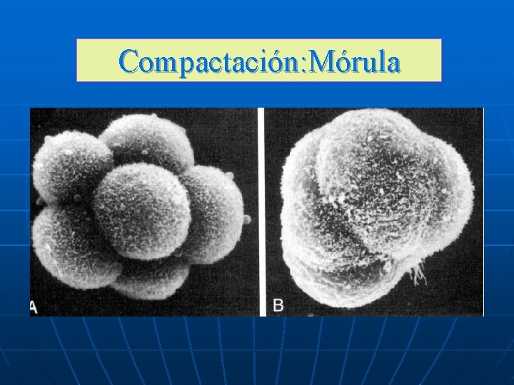 Compactación: Mórula Compactación: Mórula