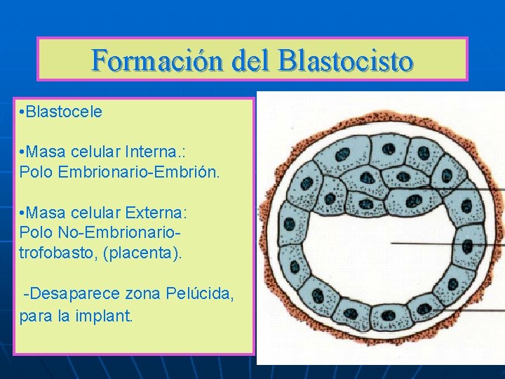 Formación del Blastocisto • Blastocele • Masa celular Interna. : Polo Embrionario-Embrión. • Masa Formación del Blastocisto • Blastocele • Masa celular Interna. : Polo Embrionario-Embrión. • Masa