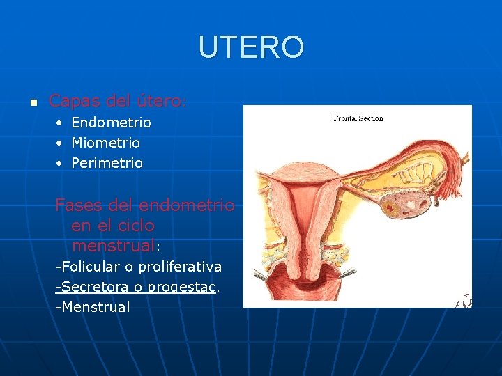 UTERO n Capas del útero: • • • Endometrio Miometrio Perimetrio Fases del endometrio UTERO n Capas del útero: • • • Endometrio Miometrio Perimetrio Fases del endometrio