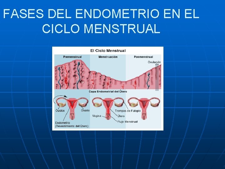 FASES DEL ENDOMETRIO EN EL CICLO MENSTRUAL FASES DEL ENDOMETRIO EN EL CICLO MENSTRUAL