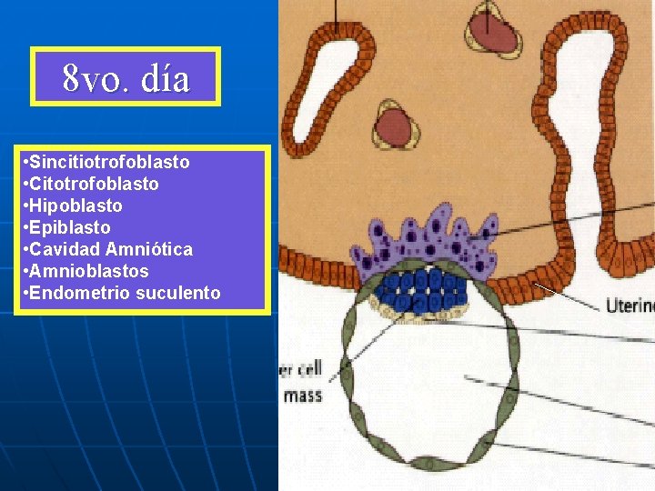 8 vo. día • Sincitiotrofoblasto • Citotrofoblasto • Hipoblasto • Epiblasto • Cavidad Amniótica 8 vo. día • Sincitiotrofoblasto • Citotrofoblasto • Hipoblasto • Epiblasto • Cavidad Amniótica
