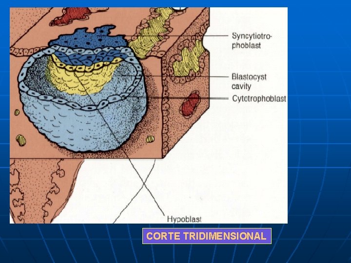 CORTE TRIDIMENSIONAL CORTE TRIDIMENSIONAL