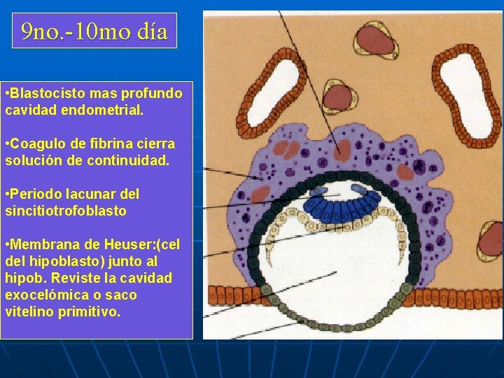 9 no. -10 mo día • Blastocisto mas profundo cavidad endometrial. • Coagulo de 9 no. -10 mo día • Blastocisto mas profundo cavidad endometrial. • Coagulo de