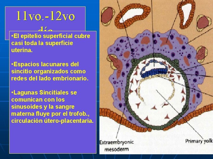 11 vo. -12 vo día • El epitelio superficial cubre casi toda la superficie 11 vo. -12 vo día • El epitelio superficial cubre casi toda la superficie