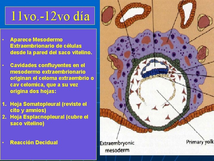 11 vo. -12 vo día • Aparece Mesodermo Extraembrionario de células desde la pared 11 vo. -12 vo día • Aparece Mesodermo Extraembrionario de células desde la pared