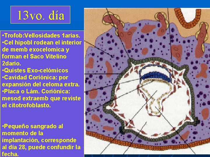 13 vo. día • Trofob: Vellosidades 1 arias. • Cel hipobl rodean el interior 13 vo. día • Trofob: Vellosidades 1 arias. • Cel hipobl rodean el interior