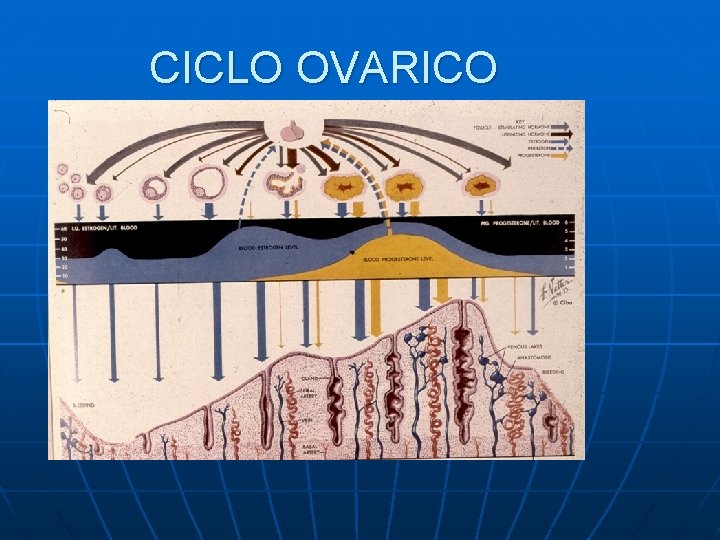 CICLO OVARICO CICLO OVARICO