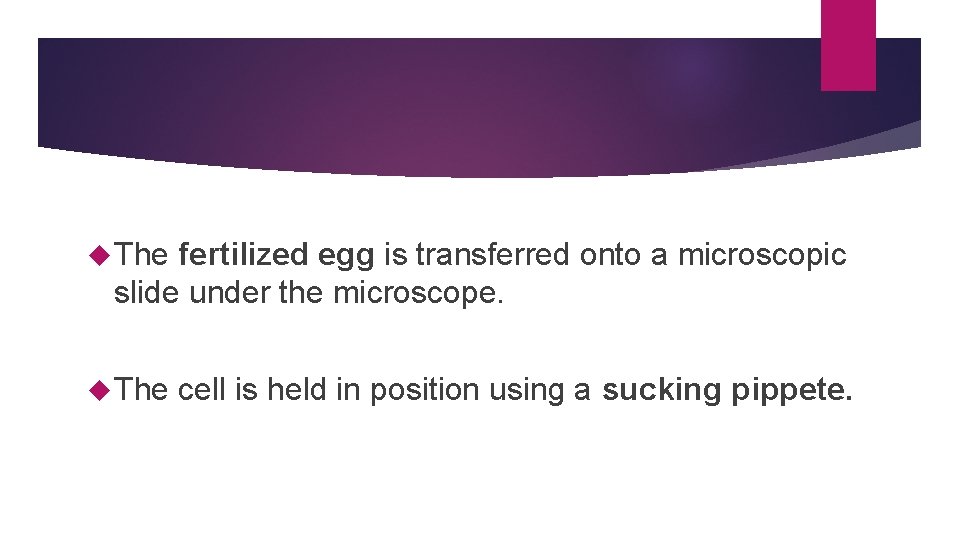  The fertilized egg is transferred onto a microscopic slide under the microscope. The
