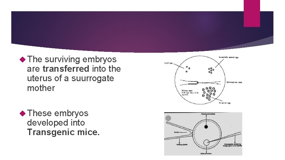  The surviving embryos are transferred into the uterus of a suurrogate mother These