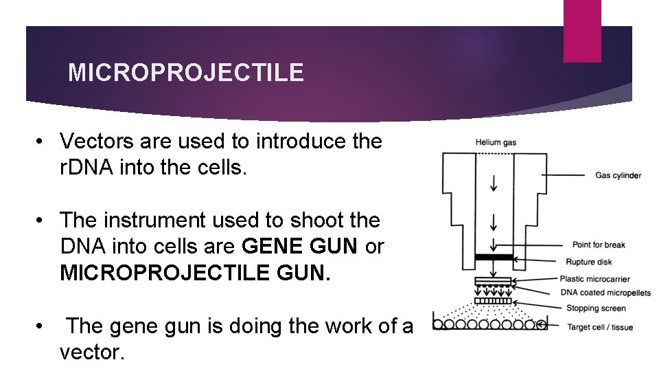 MICROPROJECTILE • Vectors are used to introduce the r. DNA into the cells. •