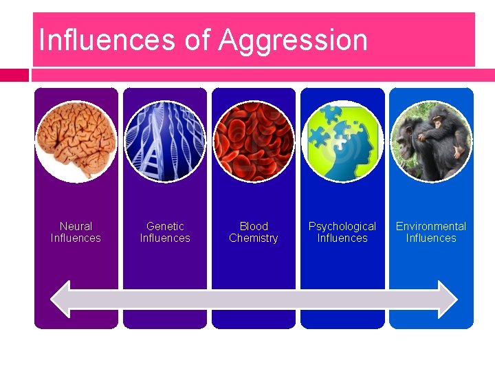 Influences of Aggression Neural Influences Genetic Influences Blood Chemistry Psychological Influences Environmental Influences 