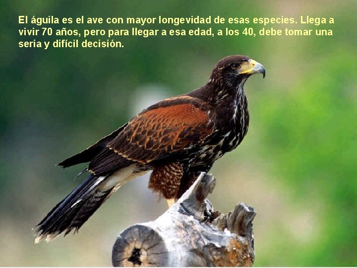 El águila es el ave con mayor longevidad de esas especies. Llega a vivir