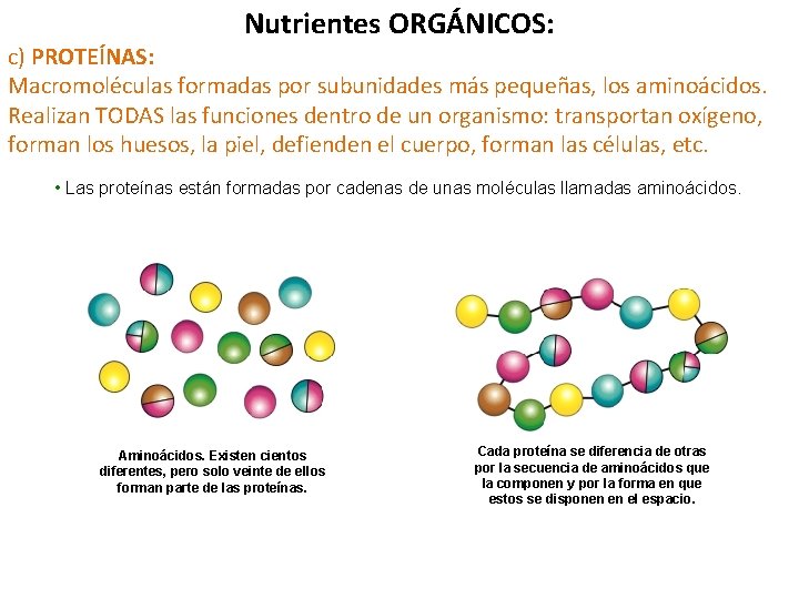 Nutrientes ORGÁNICOS: c) PROTEÍNAS: Macromoléculas formadas por subunidades más pequeñas, los aminoácidos. Realizan TODAS