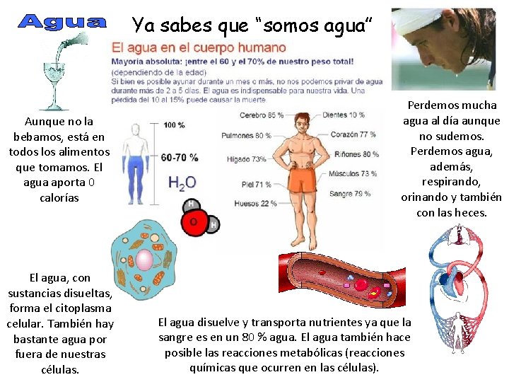 Ya sabes que “somos agua” Aunque no la bebamos, está en todos los alimentos