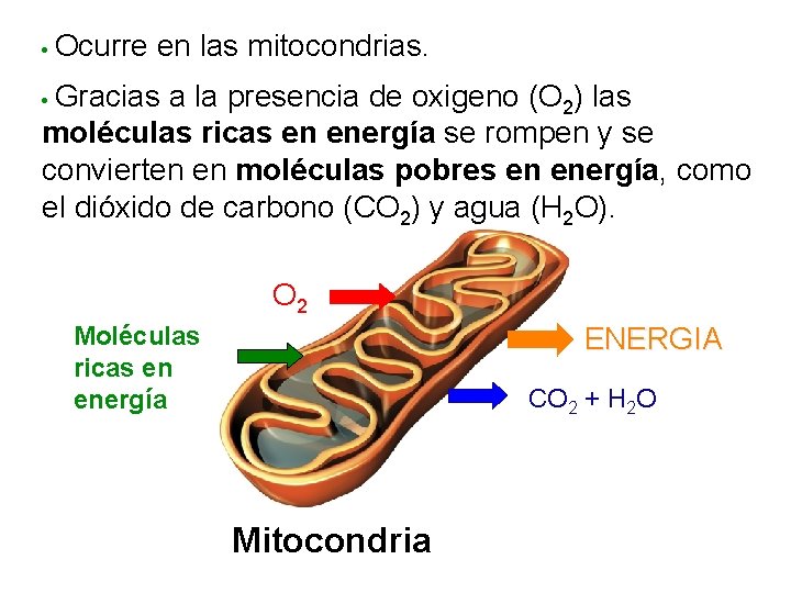  • Ocurre en las mitocondrias. Gracias a la presencia de oxigeno (O 2)