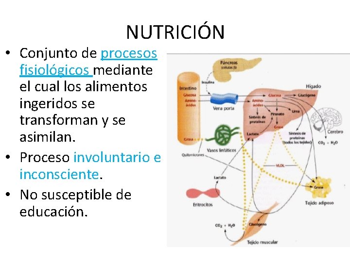 NUTRICIÓN • Conjunto de procesos fisiológicos mediante el cual los alimentos ingeridos se transforman