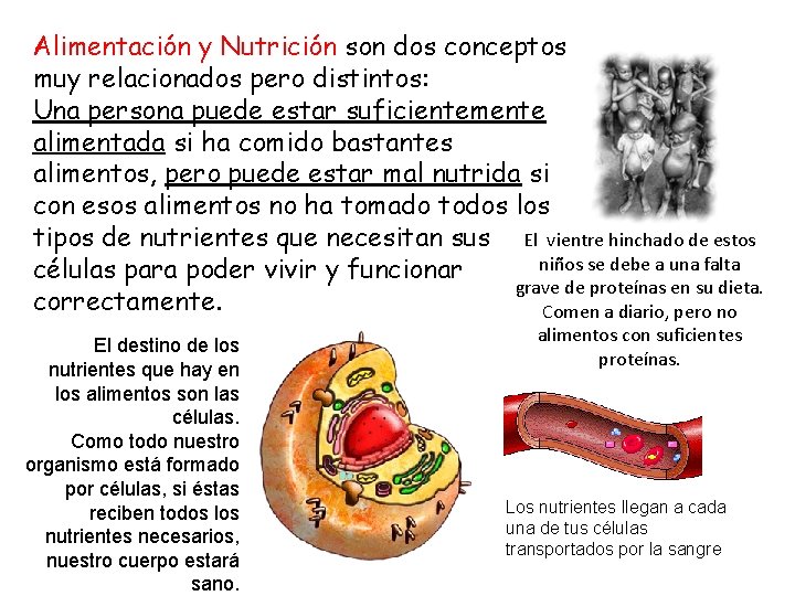 Alimentación y Nutrición son dos conceptos muy relacionados pero distintos: Una persona puede estar