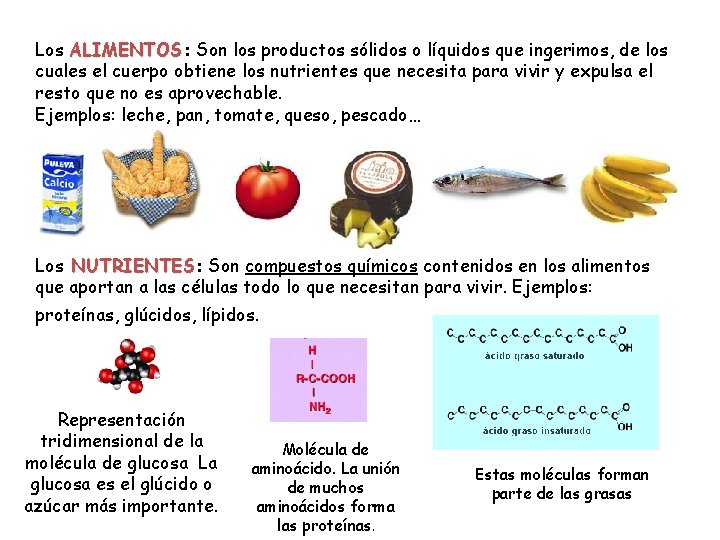 Los ALIMENTOS: ALIMENTOS Son los productos sólidos o líquidos que ingerimos, de los cuales