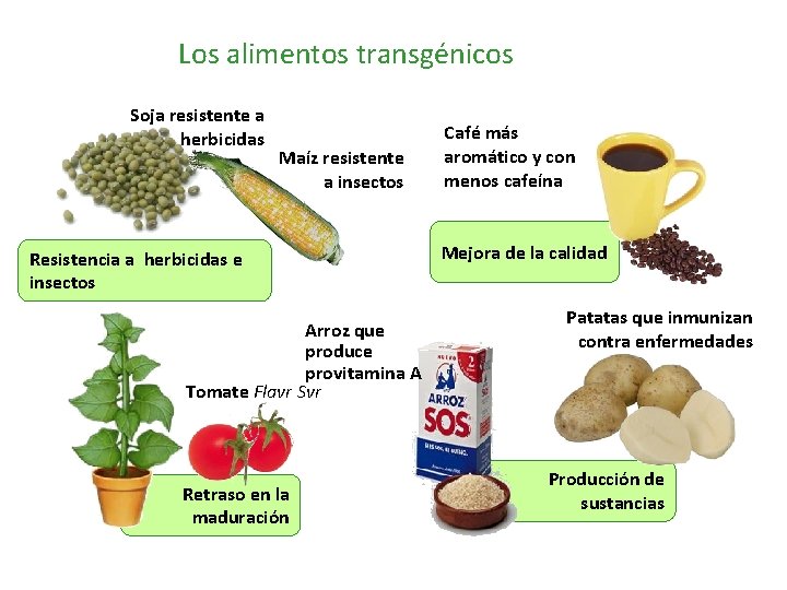 Los alimentos transgénicos Soja resistente a herbicidas Maíz resistente a insectos Resistencia a herbicidas