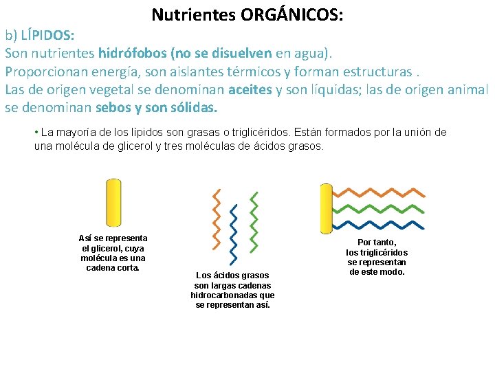 Nutrientes ORGÁNICOS: b) LÍPIDOS: Son nutrientes hidrófobos (no se disuelven en agua). Proporcionan energía,