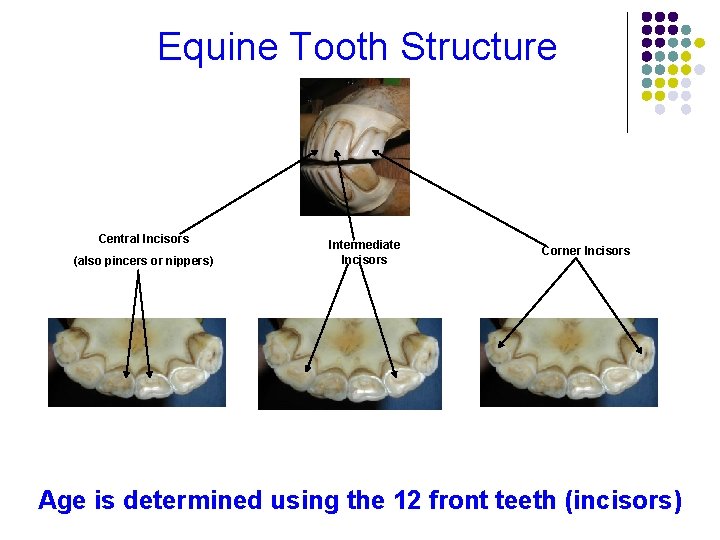 Equine Tooth Structure Central Incisors (also pincers or nippers) Intermediate Incisors Corner Incisors Age