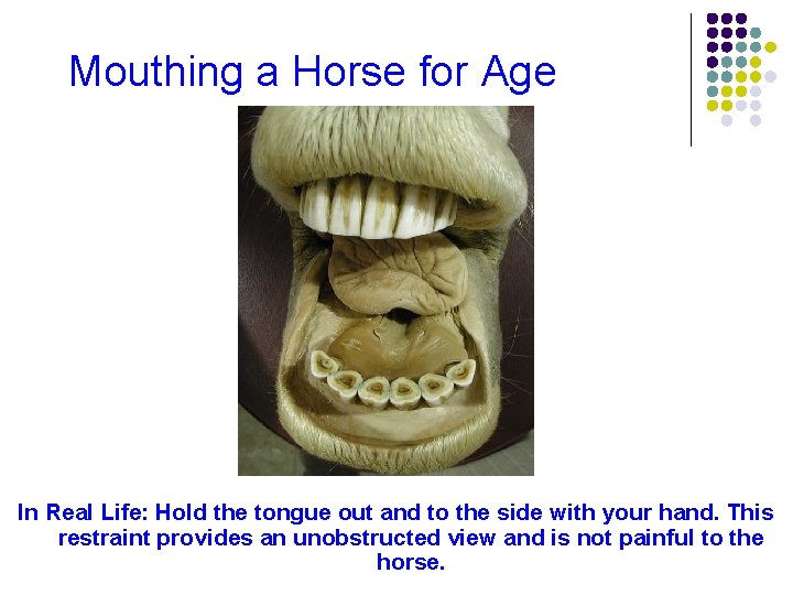 Mouthing a Horse for Age In Real Life: Hold the tongue out and to
