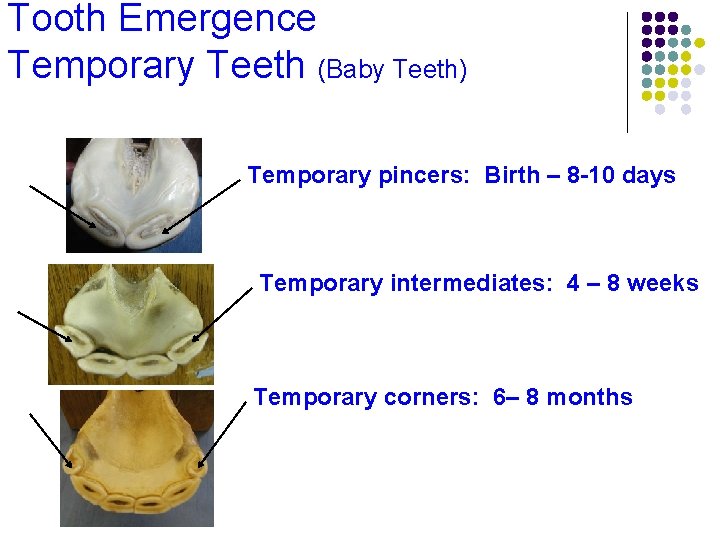 Tooth Emergence Temporary Teeth (Baby Teeth) Temporary pincers: Birth – 8 -10 days Temporary