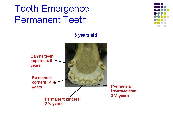 Tooth Emergence Permanent Teeth 6 years old Canine teeth appear: 4 -5 years Permanent