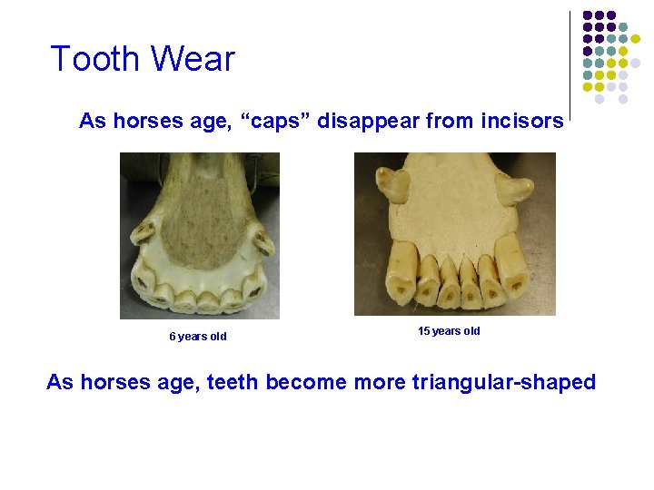 Tooth Wear As horses age, “caps” disappear from incisors 6 years old 15 years