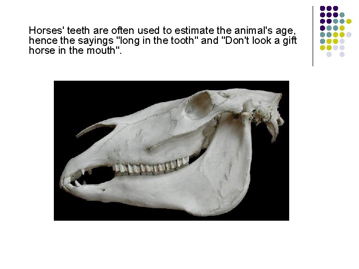 Horses' teeth are often used to estimate the animal's age, hence the sayings "long