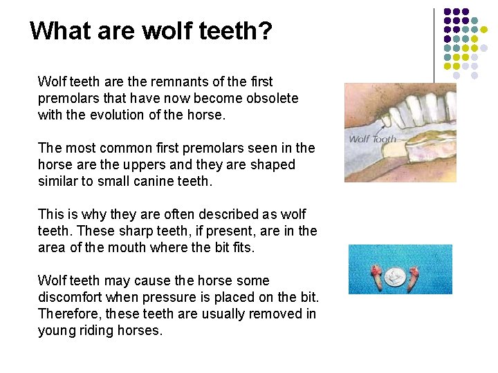What are wolf teeth? Wolf teeth are the remnants of the first premolars that
