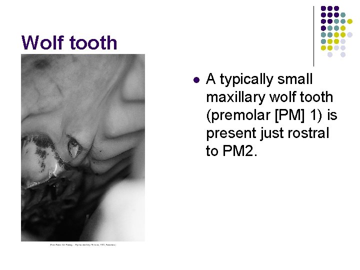 Wolf tooth l A typically small maxillary wolf tooth (premolar [PM] 1) is present