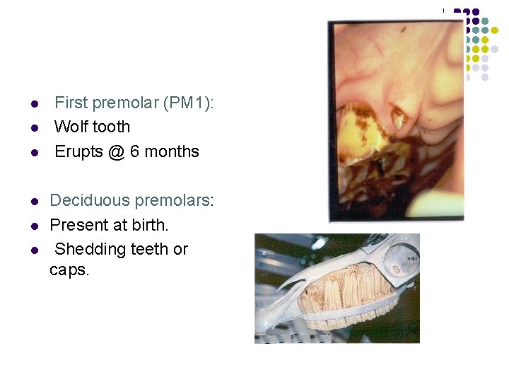 l l l First premolar (PM 1): Wolf tooth Erupts @ 6 months Deciduous