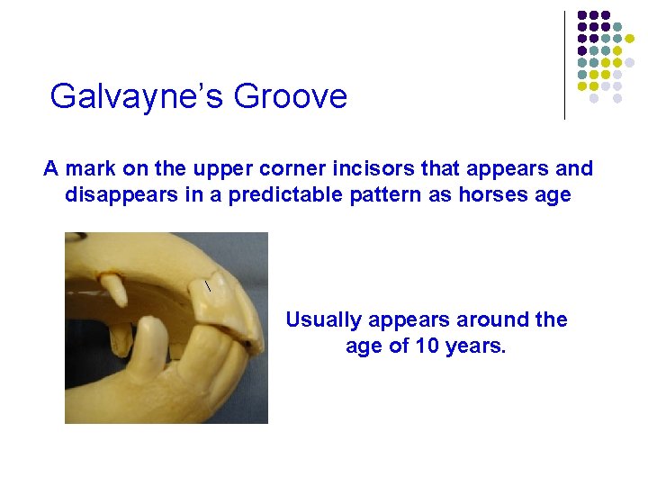 Galvayne’s Groove A mark on the upper corner incisors that appears and disappears in