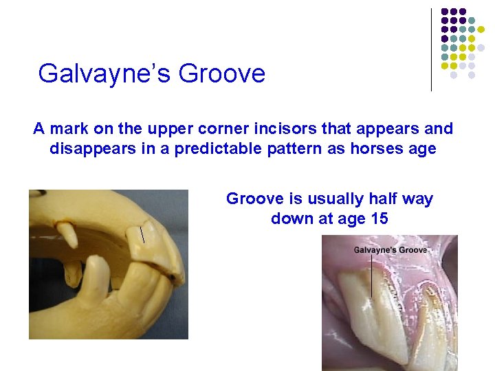 Galvayne’s Groove A mark on the upper corner incisors that appears and disappears in